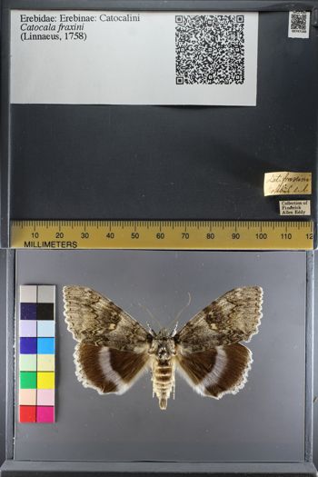 Media type: image;   Entomology 747168